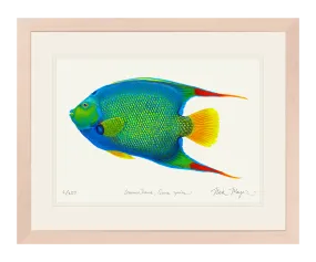 Queen Angelfish Original Watercolor Painting